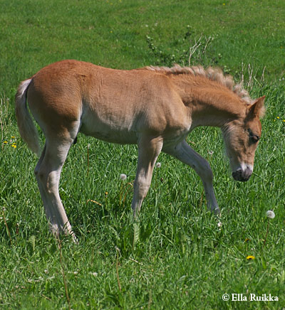 0807 EinolanMyrakka2