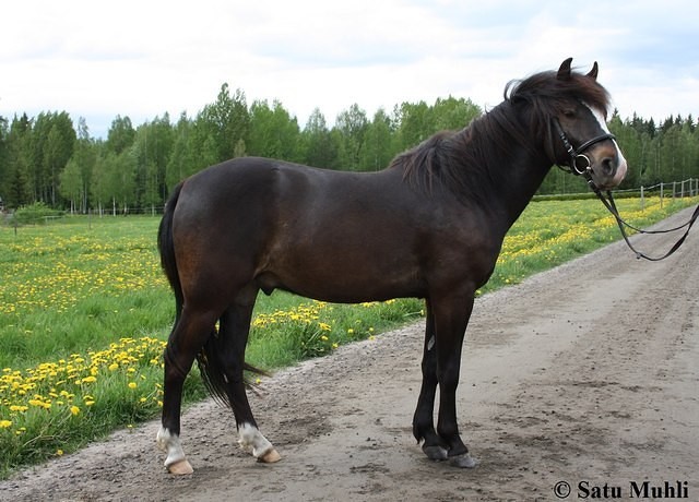 stara satu muhli