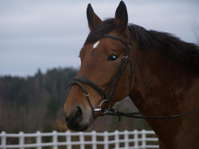 uudet hepat 052