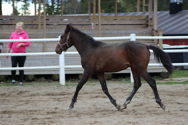 kentta 142