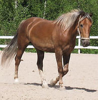 trampas kentalla