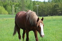 kiurula 019