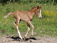 5 varsallista 010