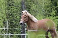 Esteki 047