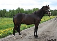 stara satu muhli