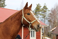 ali lola 010