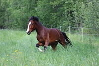 Kiurula 135
