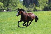 pojat laitumelle 048