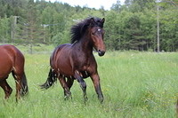 Kiurula 094