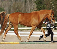 080503 Trippi