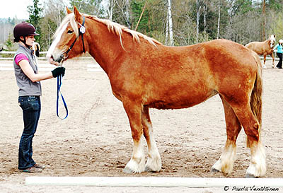 dsc_0325 hevi.jpg