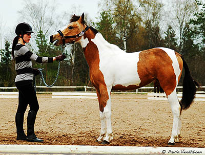 dsc_0384 goldie o gilt.jpg
